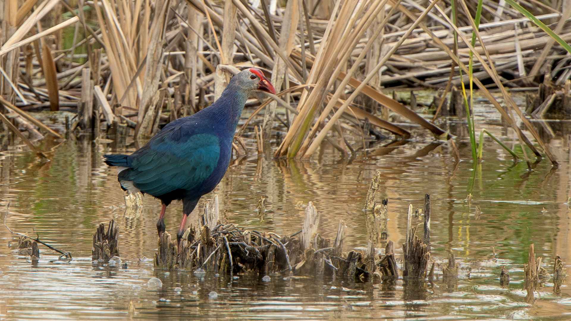 Western Swamphen